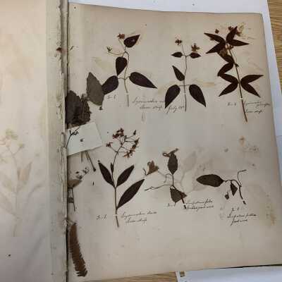 Herbarium - Example page 1