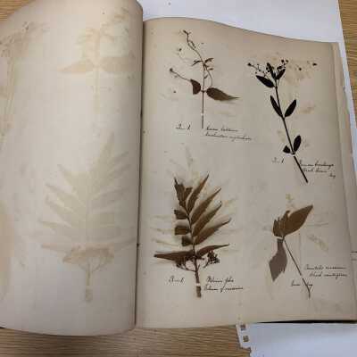 Herbarium - Example page 2