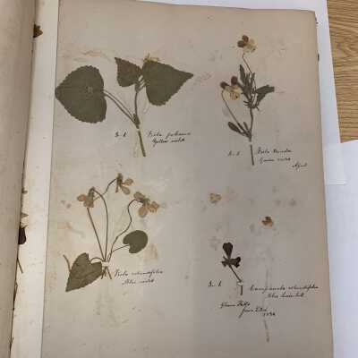 Herbarium - Example page 3