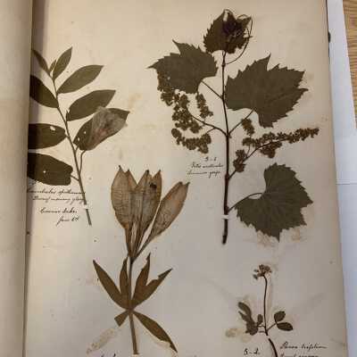 Herbarium - Example page 4