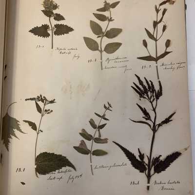 Herbarium - Example page 5