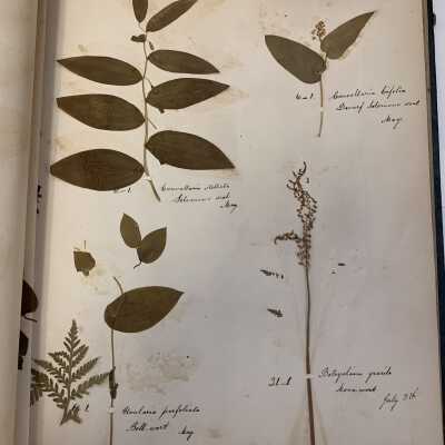 Herbarium - Example page 6