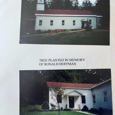 Tree planted in memory of Ronald Hoffman, undated