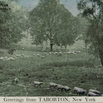Greetings from Taborton, New York: Greetings from Taborton, New York, postcard.  Sheep. 