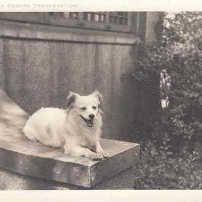 Dog on parapet
