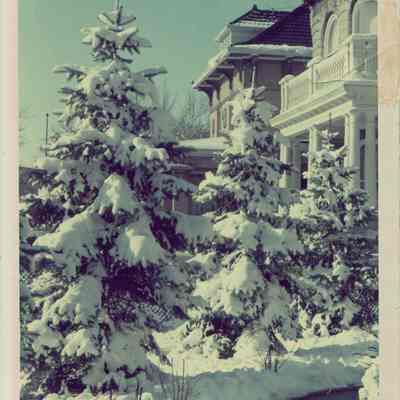 Snowy Trees at 2234 N. Kedzie Blvd
