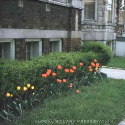 Tulips at 2532 N. Richmond St