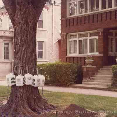 Dutch Elm Disease Treatment