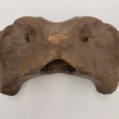 Fossilized Atlas Vertebra