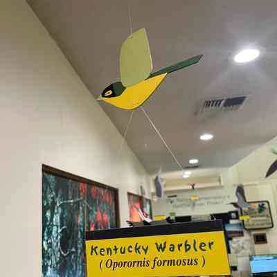 Kentucky Warbler Model