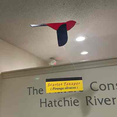 Scarlet Tanager Model