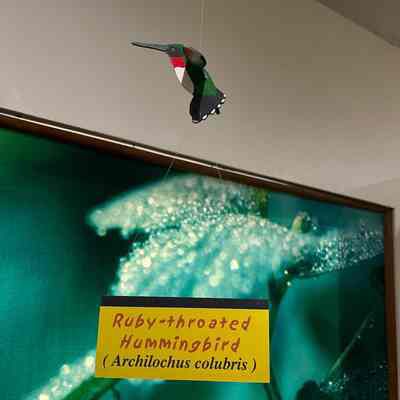 Ruby-throated Hummingbird Model