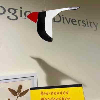 Red-headed Woodpecker Model