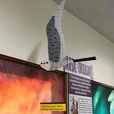 Mississippi Kite Model