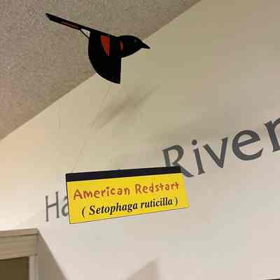 American Redstart Model