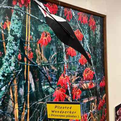 Pileated Woodpecker Model