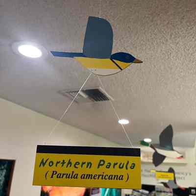 Northern Parula Model