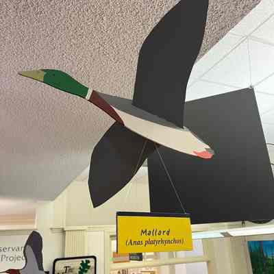 Mallard Model