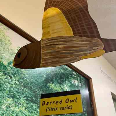 Barred Owl Model