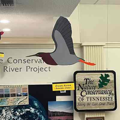 Green Heron Model