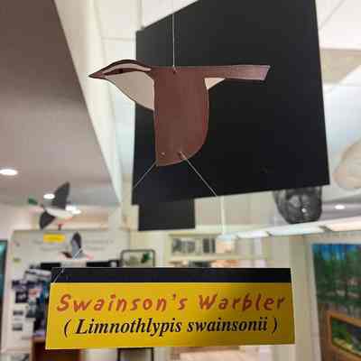 Swainson’s Warbler Model