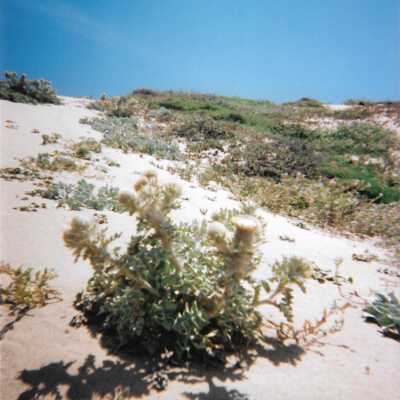 Dune plants, 8/29/2005 - 5" x 7" color photograph
