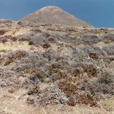 Landscape and Plants of Coastline, The Nature Conservancy - Undated 4" x 6" color photograph