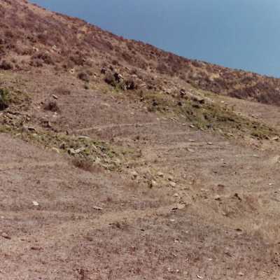 Landscape and Plants of Coastline, The Nature Conservancy - Undated 4" x 6" color photograph