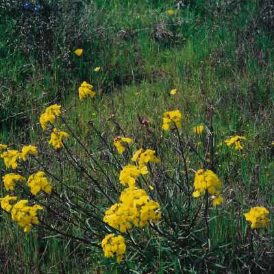 Flowers from Oso Flaco Corepsis Hill Outing with Kathleen Goddard Jones, 4/12/00 - 4" x 6" color photograph