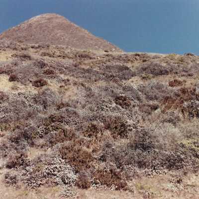 Landscape and Plants of Coastline, The Nature Conservancy - Undated 4" x 6" color photograph