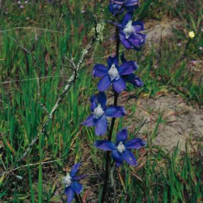 Flowers from Oso Flaco Corepsis Hill Outing with Kathleen Goddard Jones, 4/12/00 - 4" x 6" color photograph