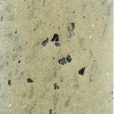 Mobil Coastal Preserve, Guadalupe- Nipomo Dunes Preserve, Febuary 1995 - 3.5" x 5" photograph