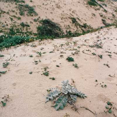 Surf Thistle, Mobil Coastal Preserve, Guadalupe- Nipomo Dunes Preserve, Febuary 1995 - 4" x 6" color photograph