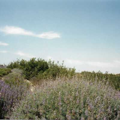 Ernie Glenesk's photo of the dune west of the bridge in Oso Flacco, photographed yearly, photo from 2001 or 2002 - 4" x 7" color photograph
