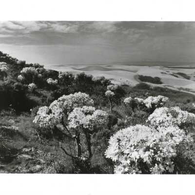 Dunes landscape, The Nature Conservancy, Photo taken by Treve Johnson - Undated 8" x 10" black and white photograph print