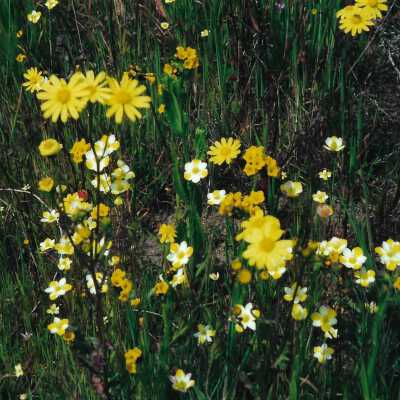 Flowers from Oso Flaco Corepsis Hill Outing with Kathleen Goddard Jones, 4/12/00 - 4" x 6" color photograph