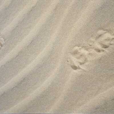 Coyote Tracks in Sand at Callender Dunes seen on hike lead by Kathleen Goddard Jones, in photo album - Undated 3.5" x 5" color photograph