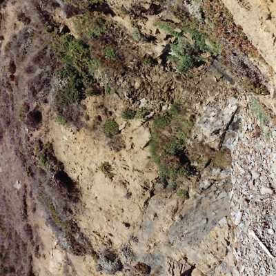 Landscape and Plants of Coastline, The Nature Conservancy - Undated 4" x 6" color photograph
