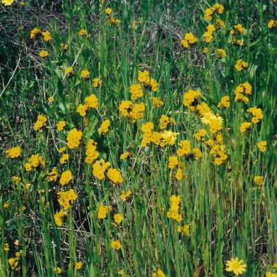 Flowers from Oso Flaco Corepsis Hill Outing with Kathleen Goddard Jones, 4/12/00 - 4" x 6" color photograph