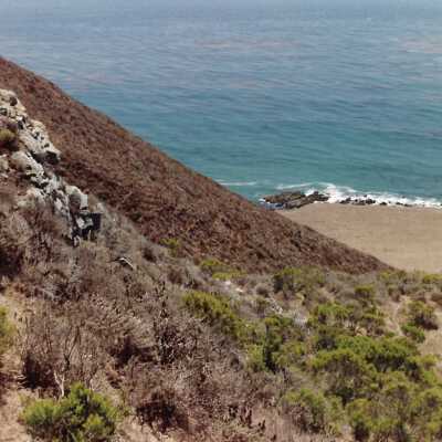 Landscape and Plants of Coastline, The Nature Conservancy - Undated 4" x 6" color photograph