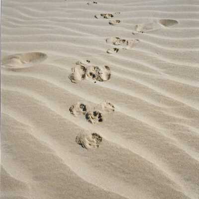 Rabbit Tracks in Sand at Callender Dunes seen on hike lead by Kathleen Goddard Jones, in photo album - Undated 3.5" x 5" color photograph