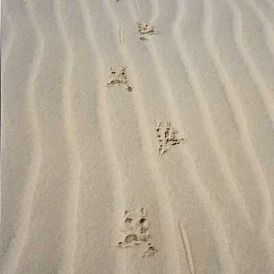 Great Blue Heron Tracks in Sand at Callender Dunes seen on hike lead by Kathleen Goddard Jones, in photo album - Undated 3.5" x 5" color photograph