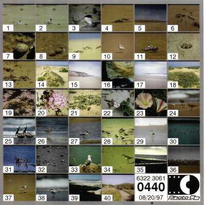 8/20/97 Image summery #1-40 - 4" x 4" color photograph