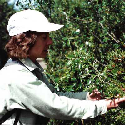 Educational Hike at Oso Flaco with Kathleen Goddard Jones, comparison of Willow vs Wax Myrtle Trees, in photo album - Undated 3.5" x 5" color photograph