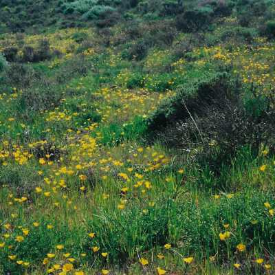 Flowers from Oso Flaco Corepsis Hill Outing with Kathleen Goddard Jones, 4/12/00 - 4" x 6" color photograph