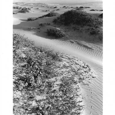 Dunes landscape, The Nature Conservancy - Undated 8" x 10" black and white photograph print