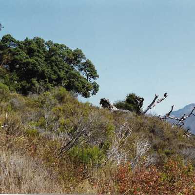 Pecho Coast Trail above Port San Luis Pier, The Nature Conservancy hike, in photo album from Joyce Hall - Undated 3.5" x 5" color photograph
