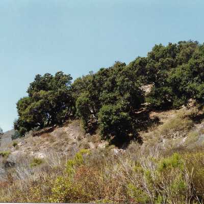 Pecho Coast Trail above Port San Luis Pier, The Nature Conservancy hike, in photo album from Joyce Hall - Undated 3.5" x 5" color photograph