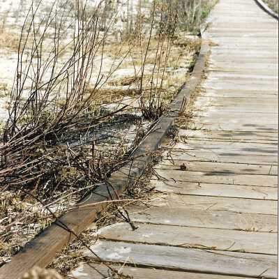 Wooden walkway and landscape of Dunes at Oso Flaco Lake, in photo album - Undated 3.5" x 5" color photograph