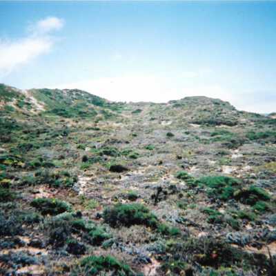 Dunes landscspe, 8/29/2005 - 5" x 7" color photograph